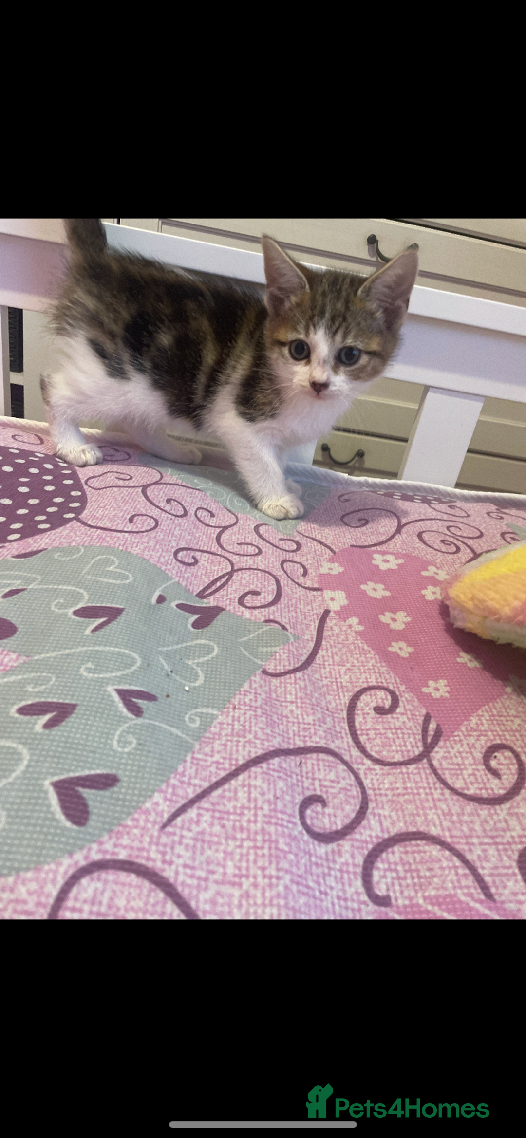 Mixed Breed cats for sale: 4 beautiful tabby kittens - Advert 11