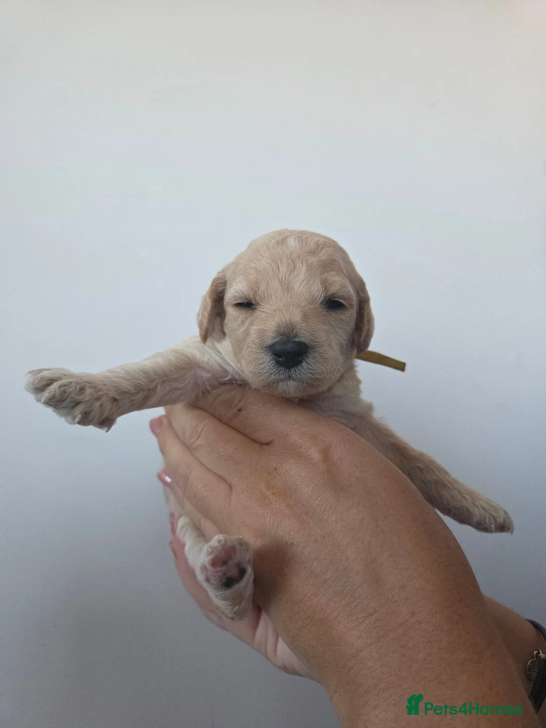 Poochon dogs for sale: Beautiful Poochon pups - Advert 11
