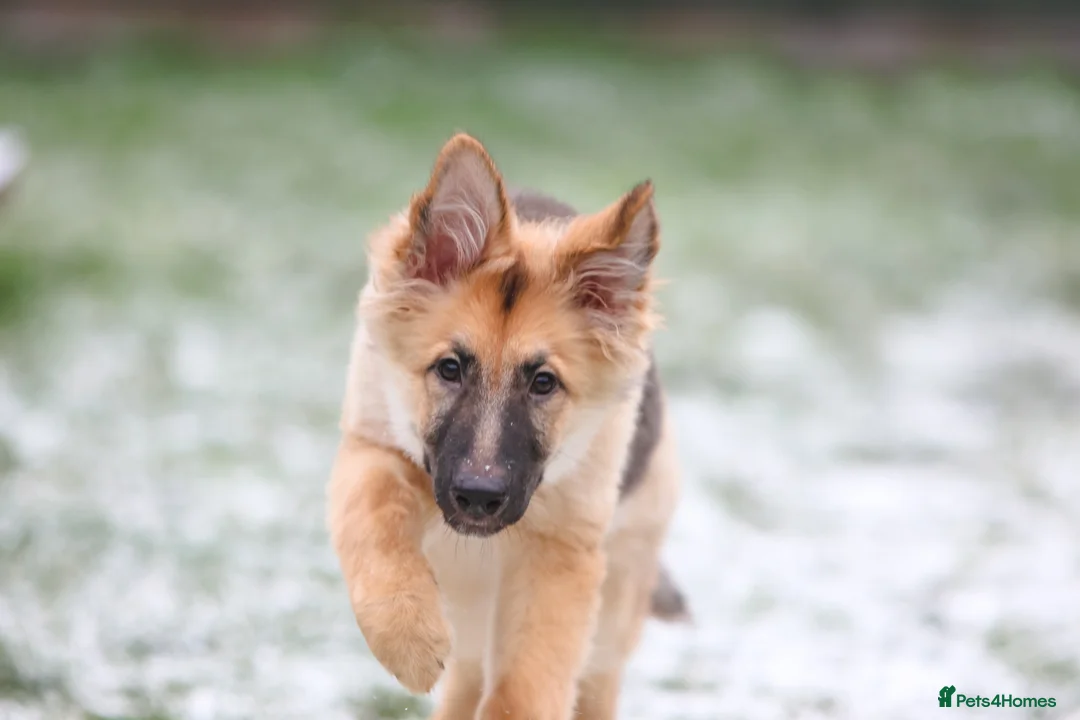German Shepherd dogs for sale: Female GSD looking for forever home.  in Knebworth - Advert 2