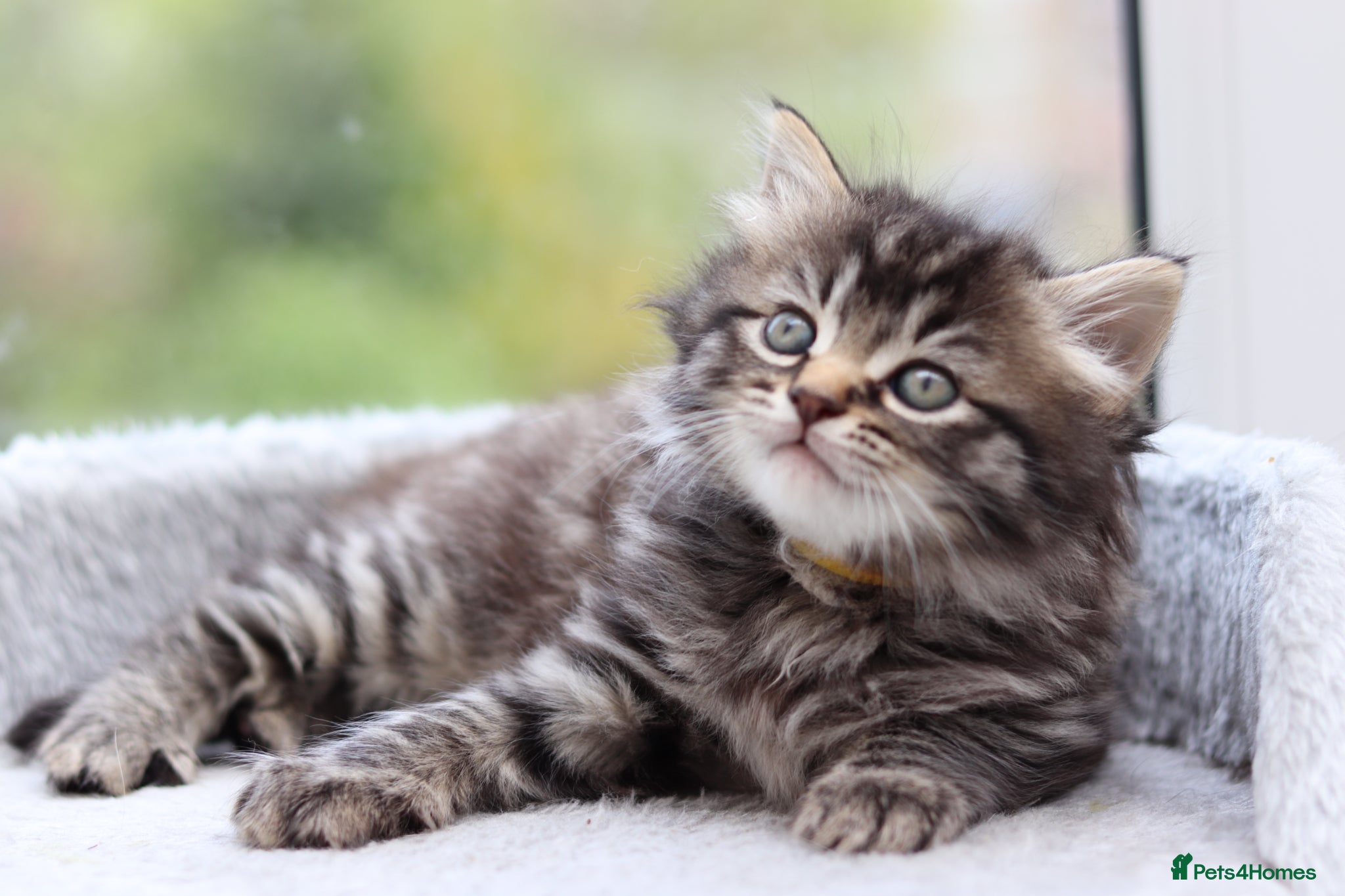 Mixed Breed cats Beautiful Kittens - Advert 10