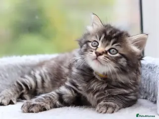 Mixed Breed cats Beautiful Kittens - Advert 10