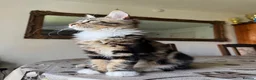 Maine Coon cats for sale: PURE MAINE COON KITTENS *2Left* - Advert 2