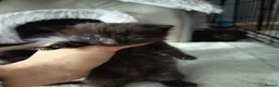 Mixed Breed cats for sale: kittens in Bedford - Advert 4