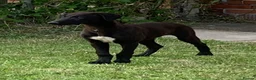 Lurcher dogs for sale: First cross saluki greyhounds  - Advert 3