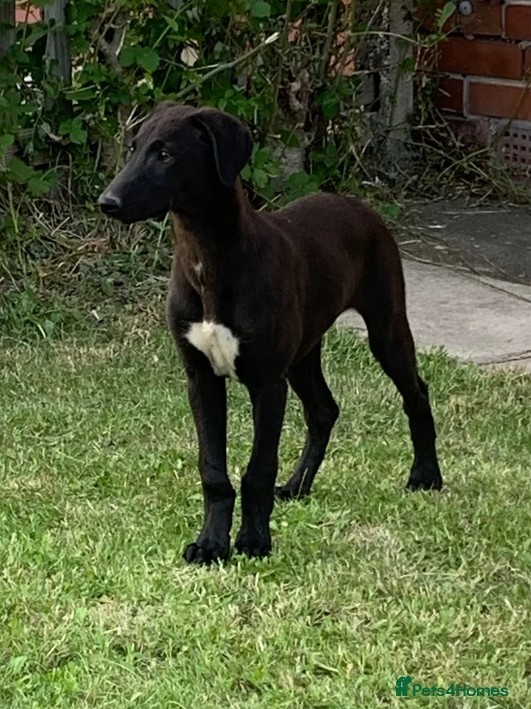 Lurcher dogs for sale: First cross saluki greyhounds  - Advert 2