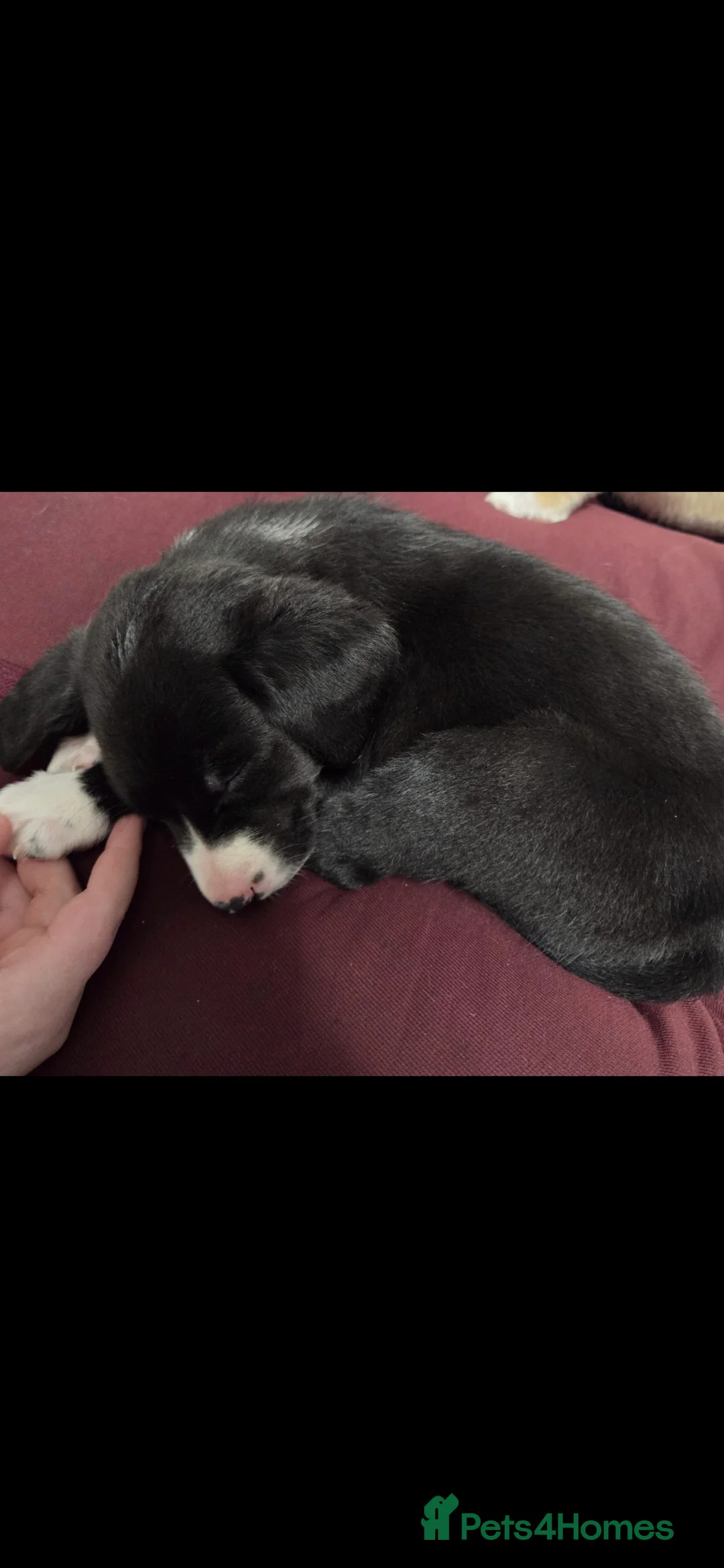 Mixed Breed dogs for sale: labrador x sprollie  - Advert 11