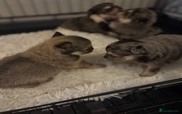 Chihuahua dogs for sale: Chihuahua and Pomchi puppies - Image 16