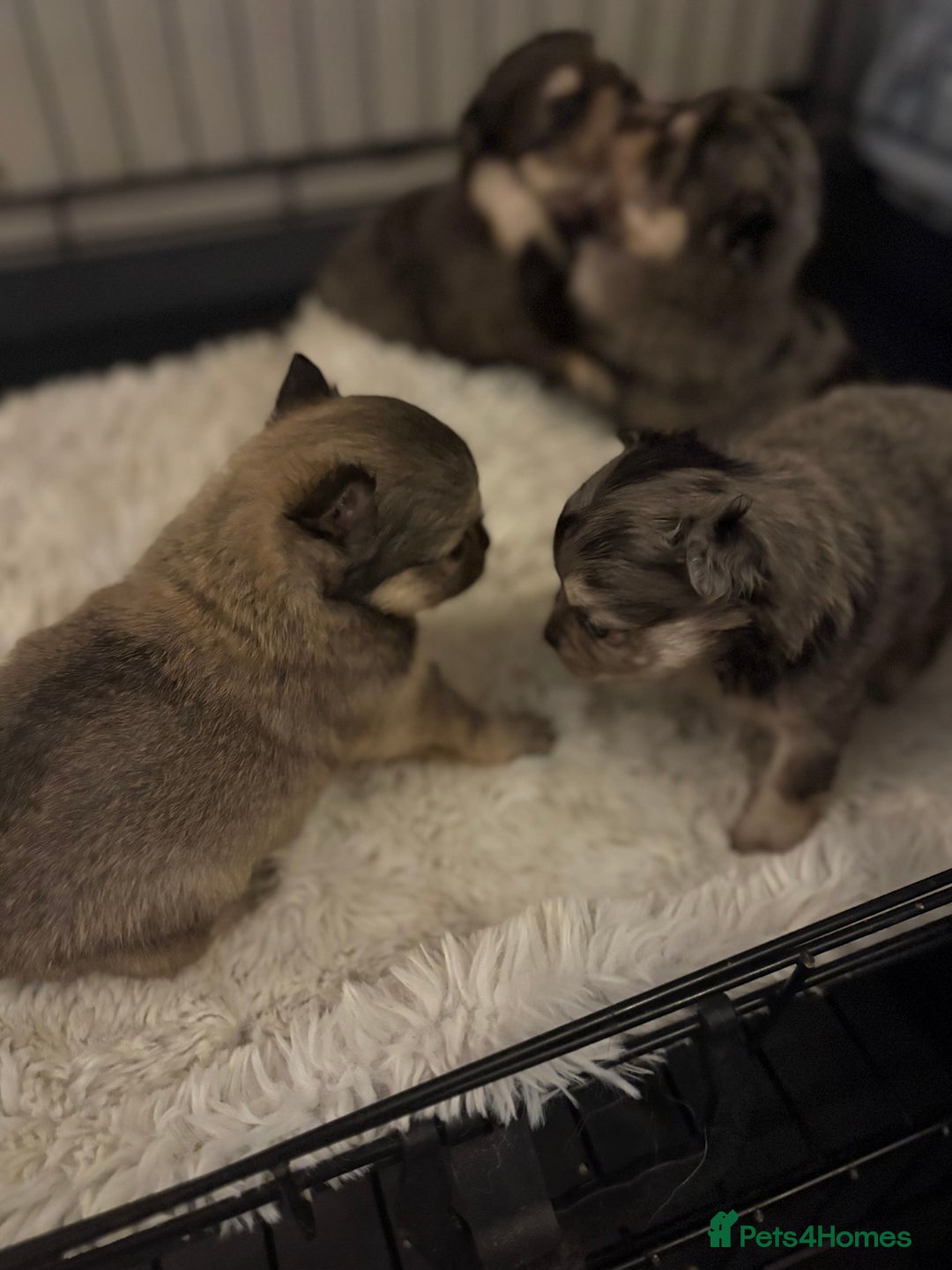 Chihuahua dogs for sale: Chihuahua and Pomchi puppies - Image 16