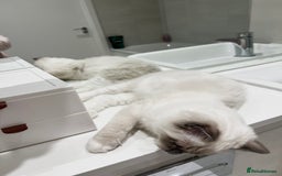 Ragdoll cats for sale: TICA RARE ENTIRE MALE! BLUE POINT MIT CHAMP BLOOD - Image 8