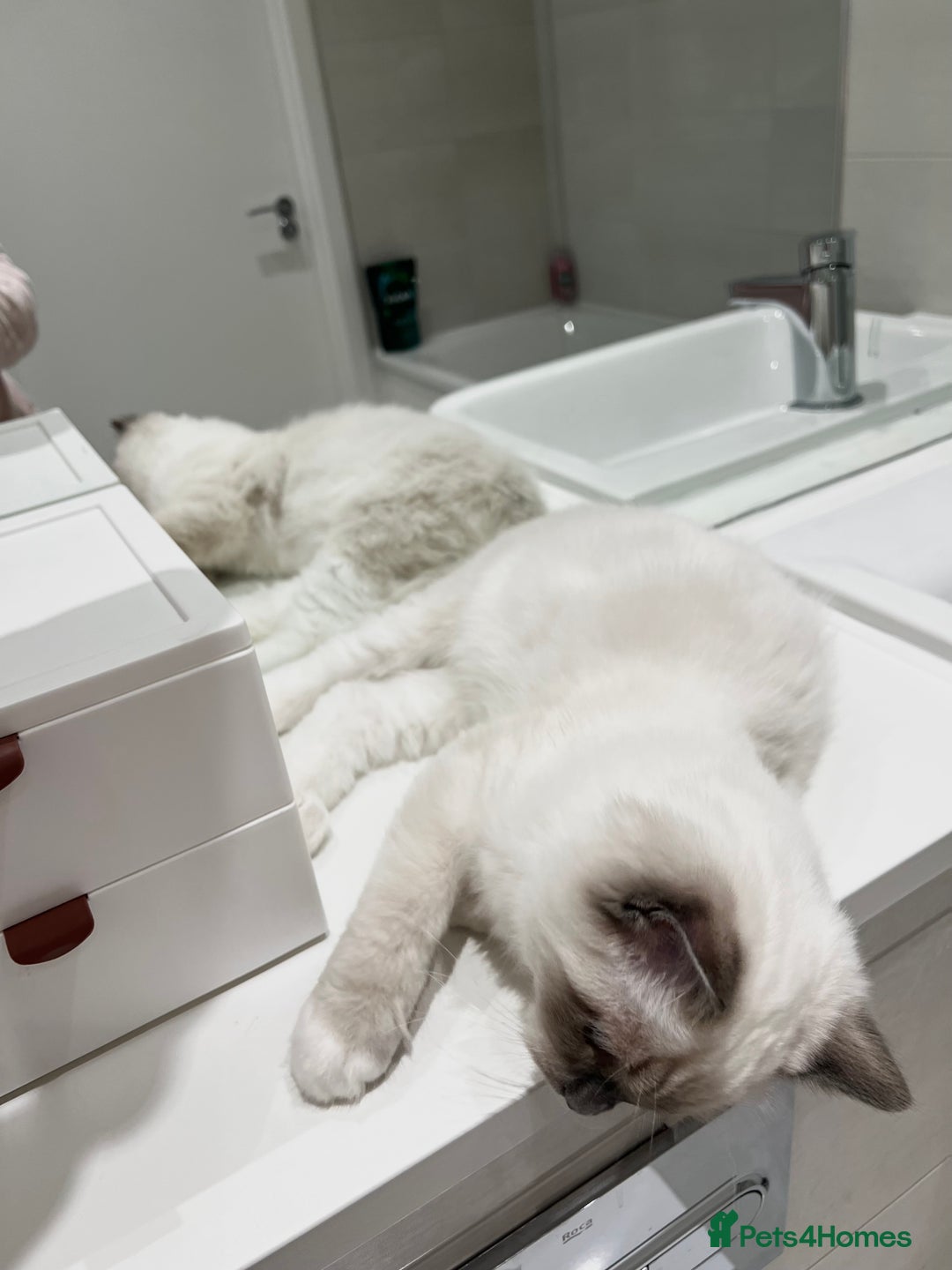 Ragdoll cats for sale: TICA RARE ENTIRE MALE! BLUE POINT MIT CHAMP BLOOD - Image 8