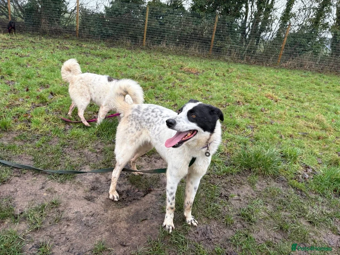 Mixed Breed dogs for adoption: Desmond - Norwich Norfolk  - Advert 3