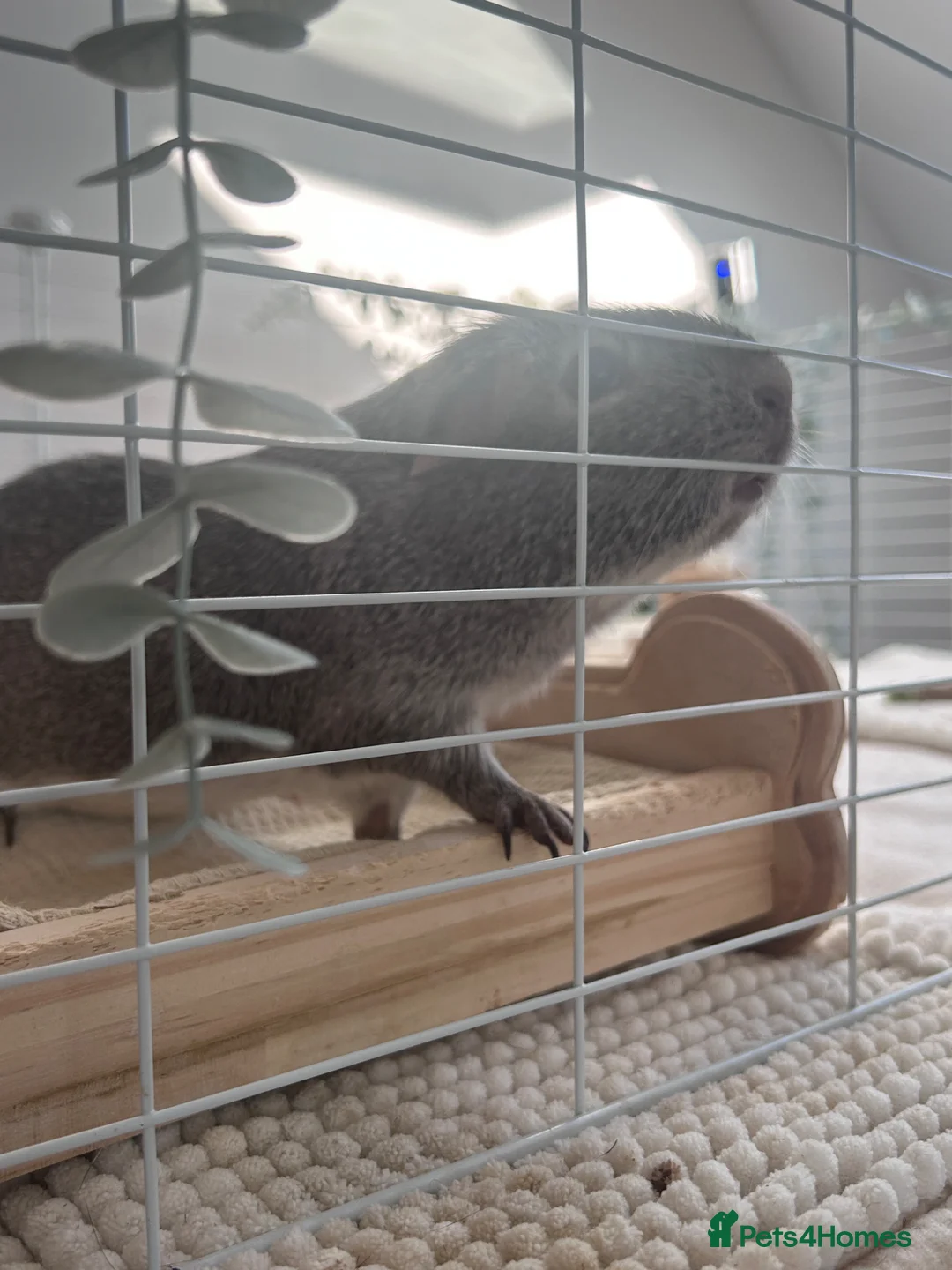Guinea Pig rodents for sale: 2 Female BONDED Guinea Pigs  - Advert 10
