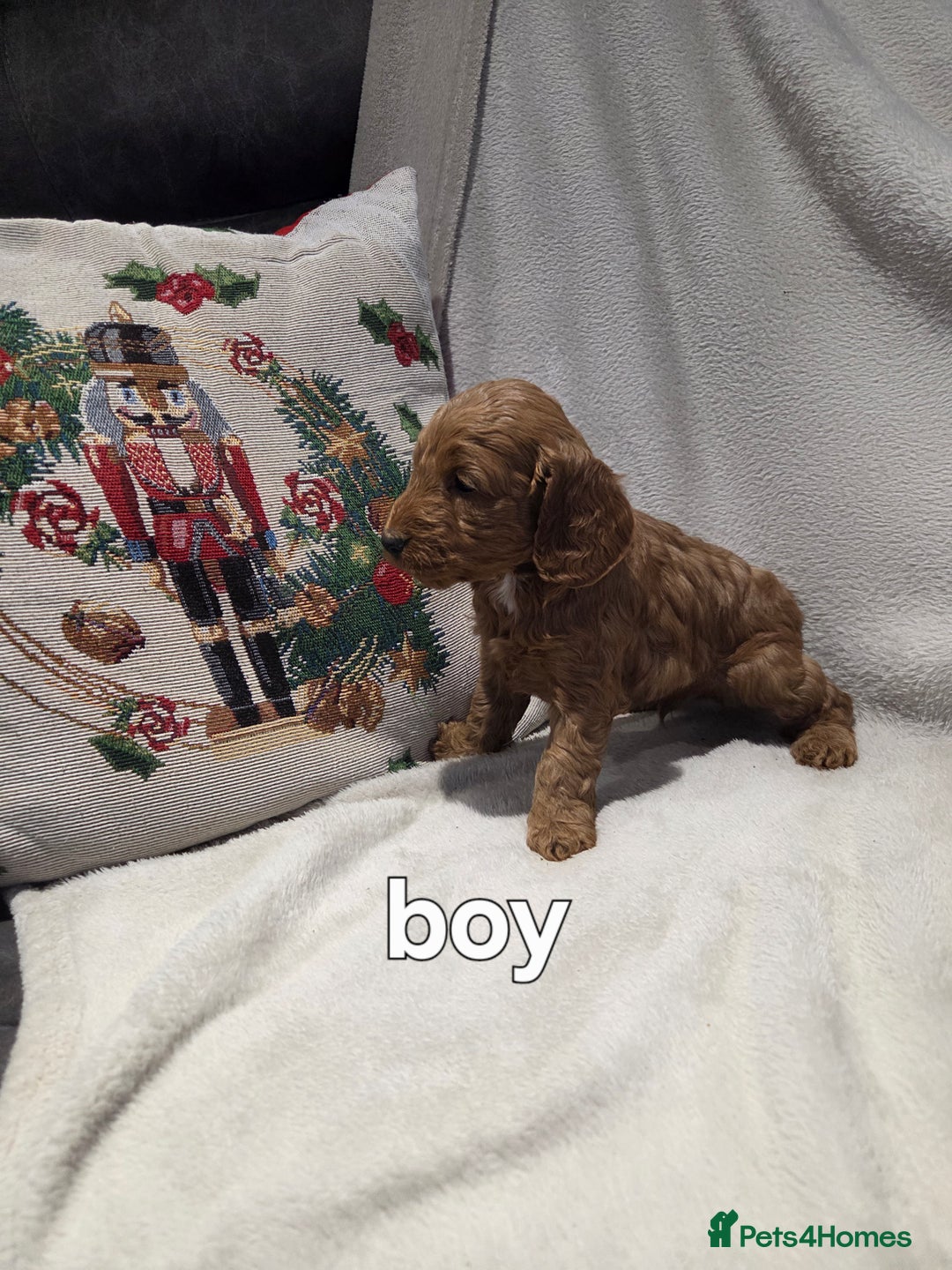 Cockapoo dogs for sale: Cockapoo puppys - Advert 8