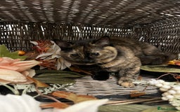 British Shorthair cats for sale: REDUCED Two tortoise shell kittens 5 month old  - Image 3
