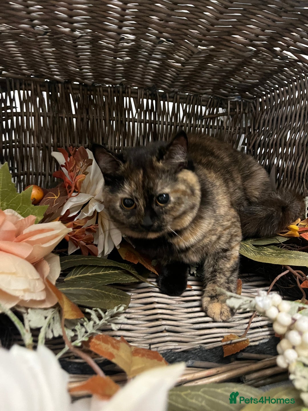 British Shorthair cats for sale: REDUCED Two tortoise shell kittens 5 month old  - Image 3