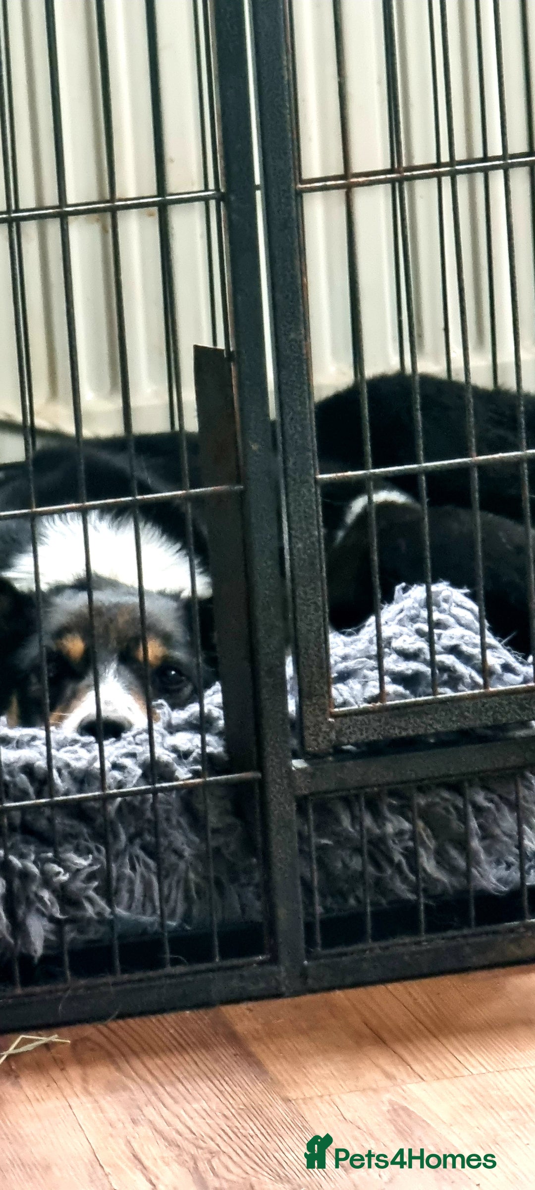 Border Collie dogs for sale: ISDS REGISTERED BORDER COLLIE PUPS - Image 9