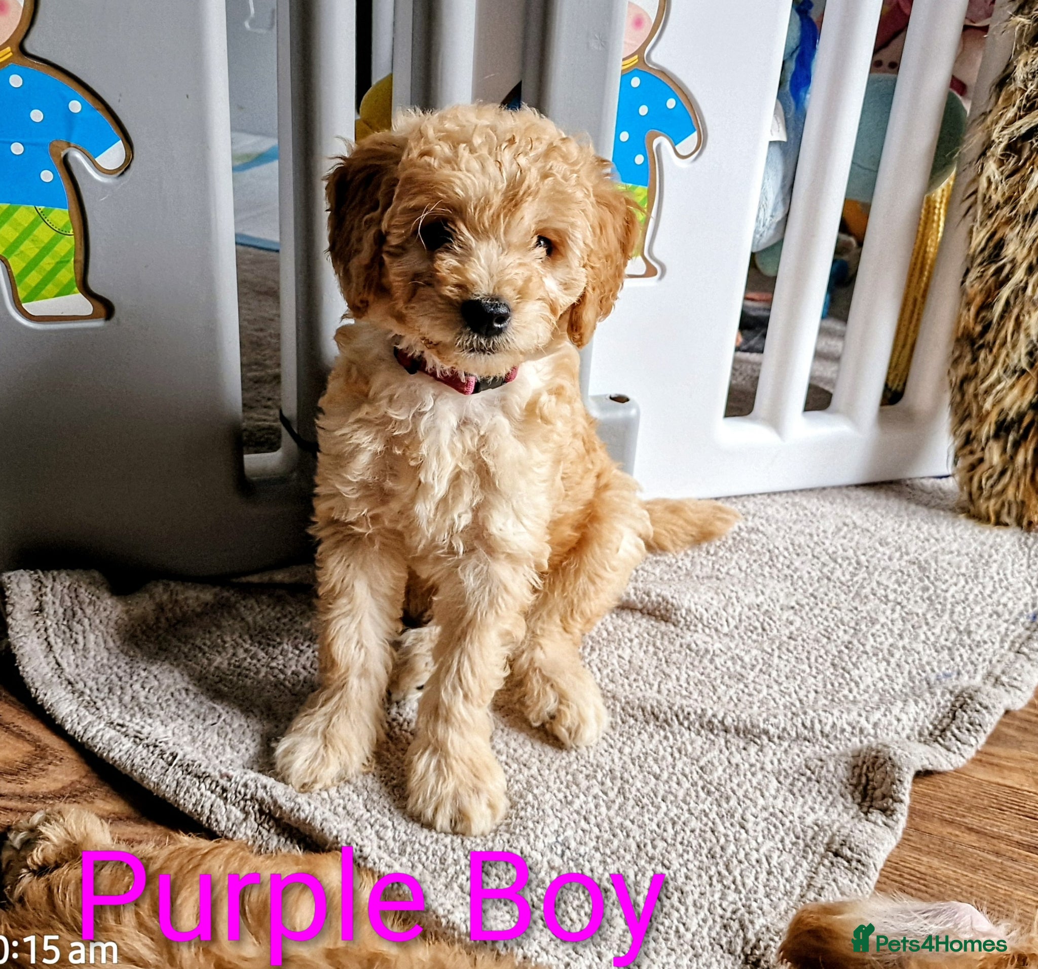 Goldendoodle dogs READY NOW  Goldendoodle Puppies F1B  - Advert 2
