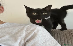 Domestic Shorthair cats for sale: Black female kitten needing loving home  - Image 5