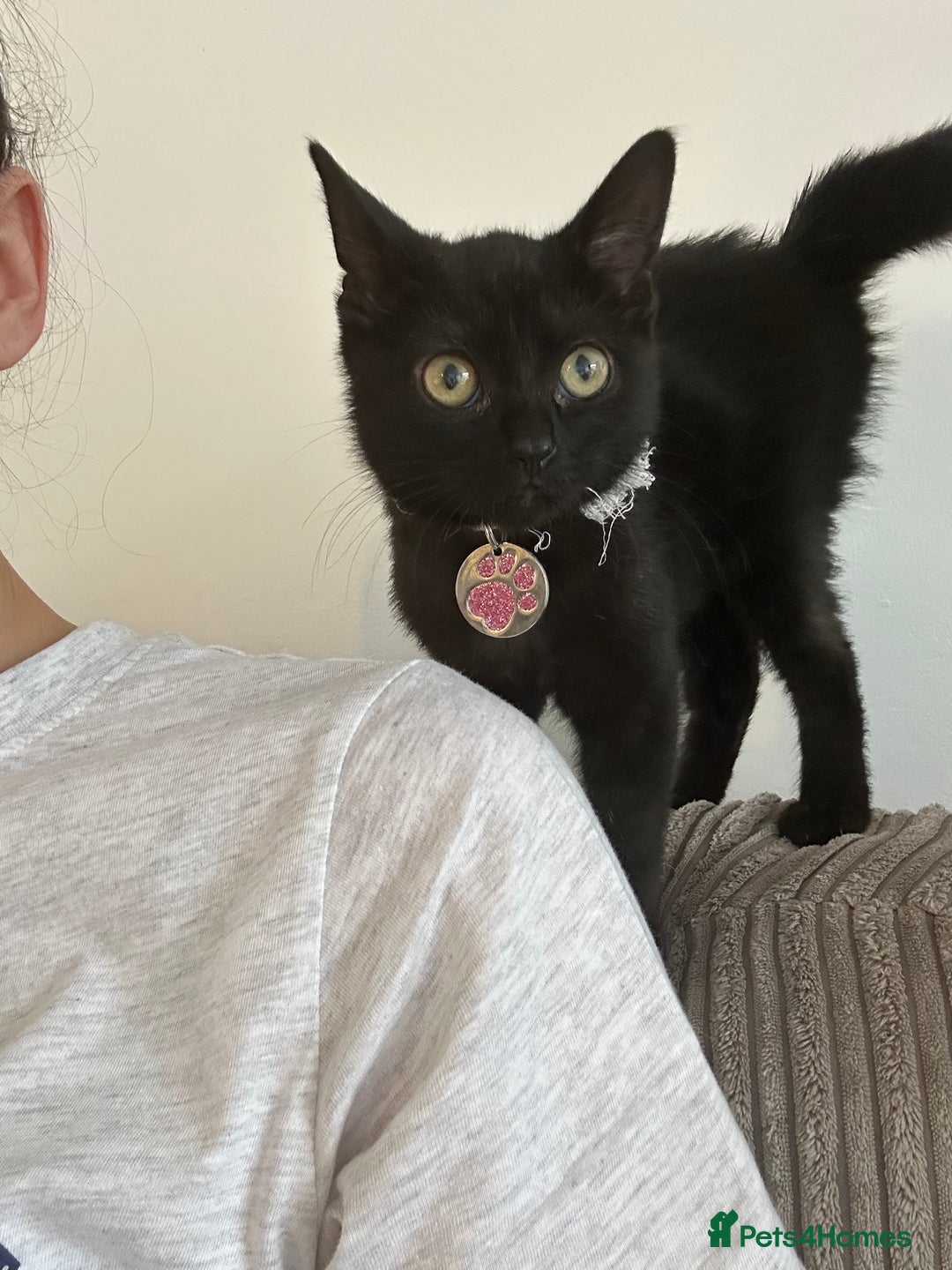 Domestic Shorthair cats for sale: Black female kitten needing loving home  - Image 5