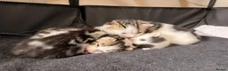 Mixed Breed cats for sale: Mixed white and tabbby kittens  - Advert 6