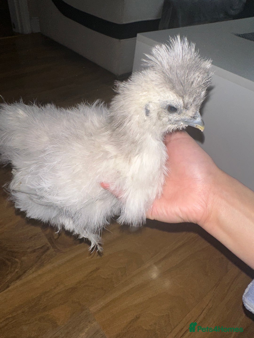 Chickens poultry for sale: USA silkie chickens for sale!  - Image 4
