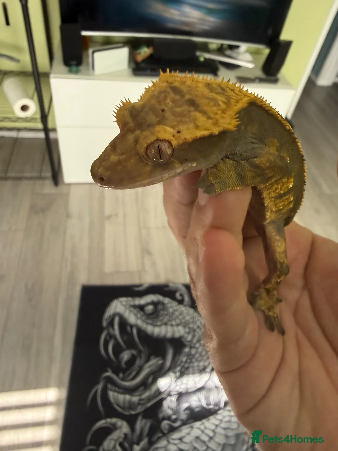 Gecko reptiles for sale: 1.0 Harlewquin Crested Gecko (Frog Bum) in Andover - Advert 2