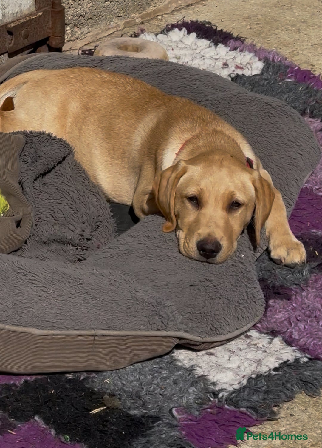 Labrador Retriever dogs for sale: Ready now!! KC Fox Red & Black Labrador Puppies - Image 31