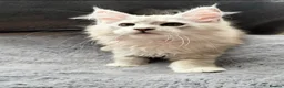 Maine Coon cats for sale: Beautiful Pedigree Kittens looking for Loving Home - Advert 3