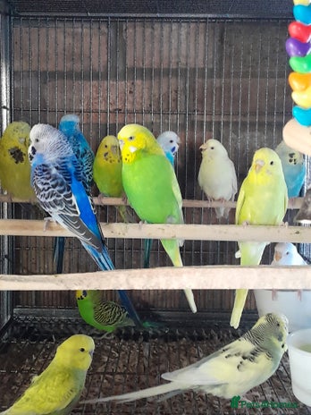 Budgerigars birds in Sleaford - Advert 14
