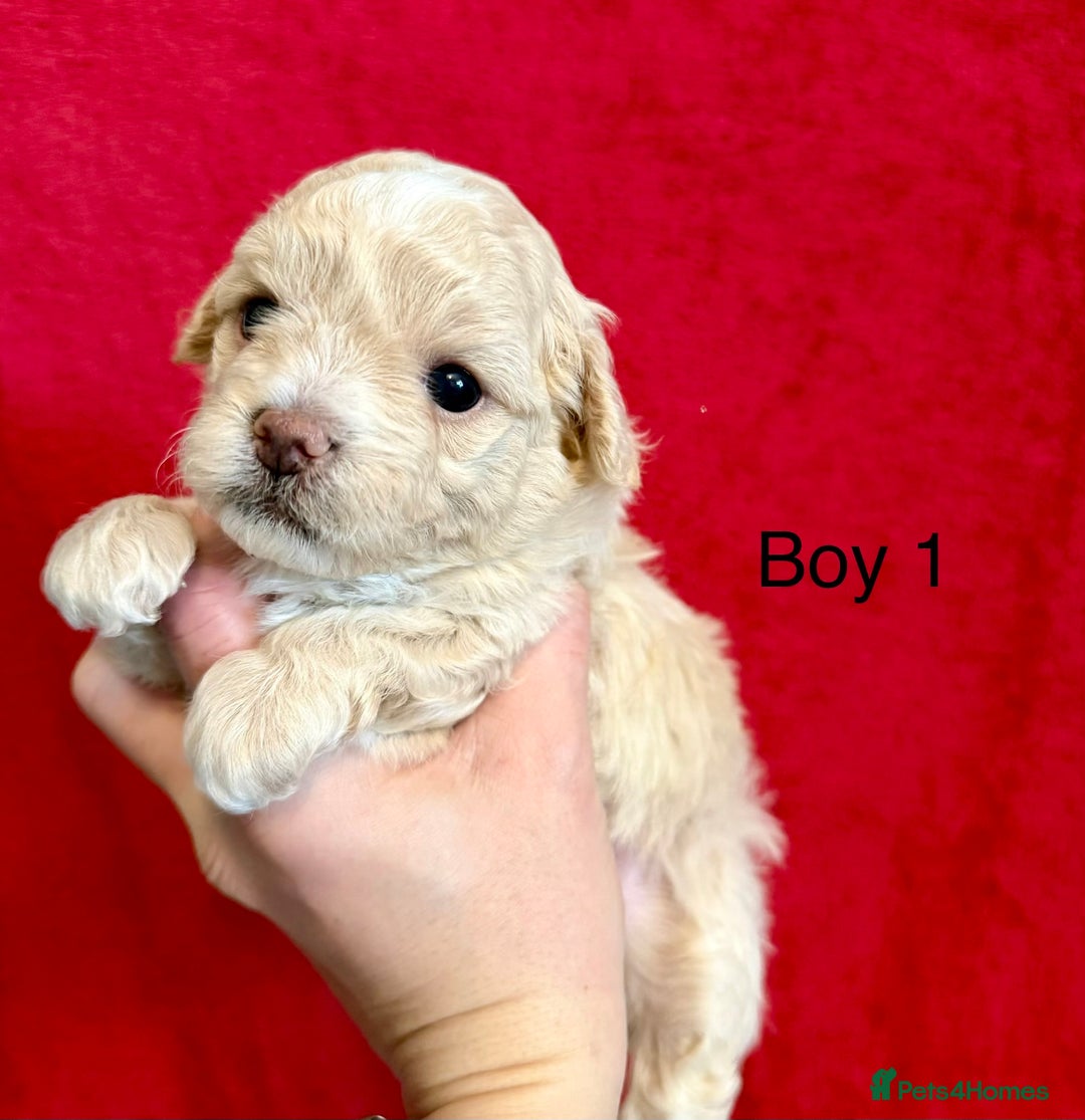 Maltipoo F1B for sale in Walsall Pets4Homes