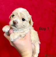 Maltipoo dogs - Advert 6