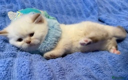 British Shorthair cats for sale: Quality British Shorthair kittens  - Image 6