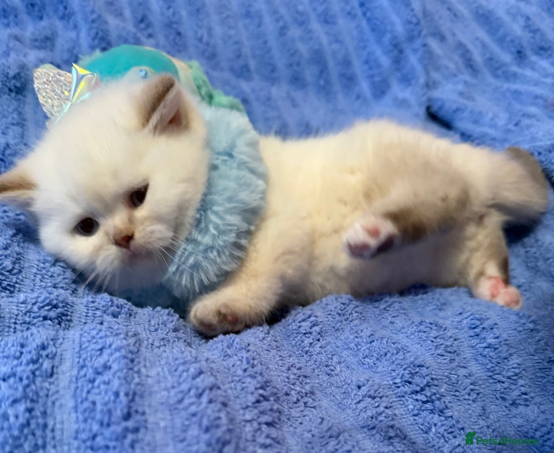 British Shorthair cats for sale: Quality British Shorthair kittens  - Image 6