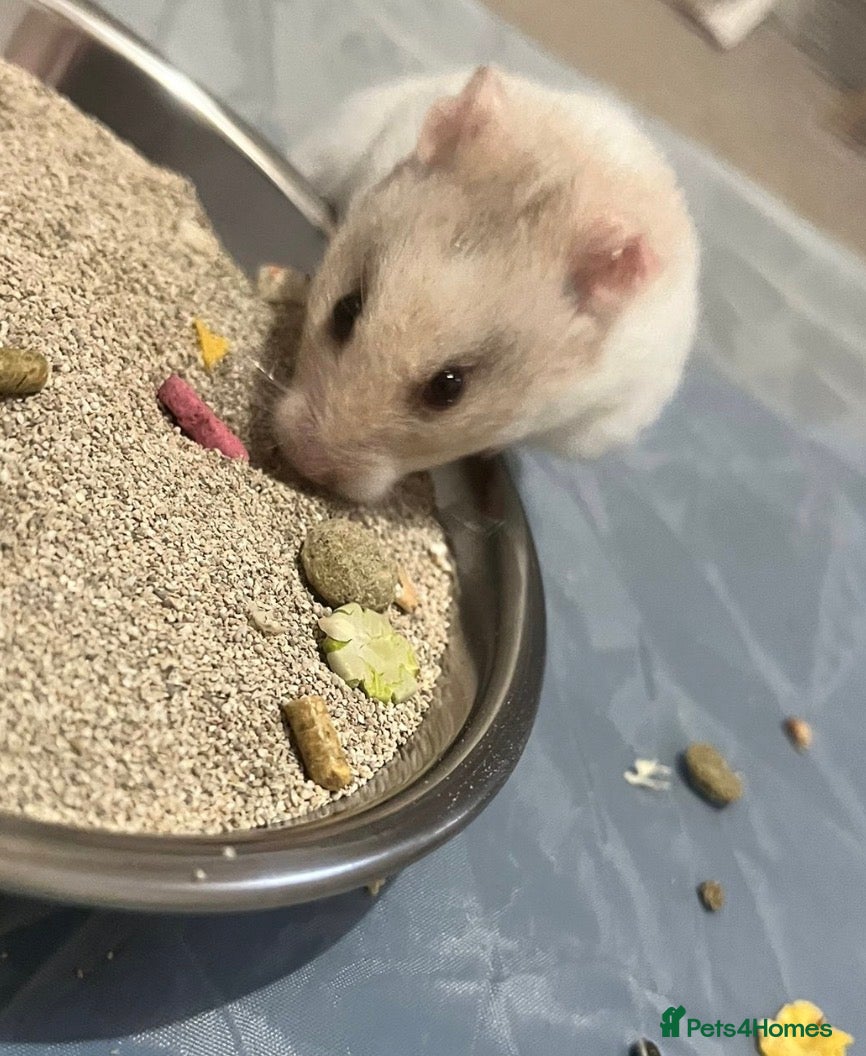 Hamster rodents Hamster looking for new home - Advert 1