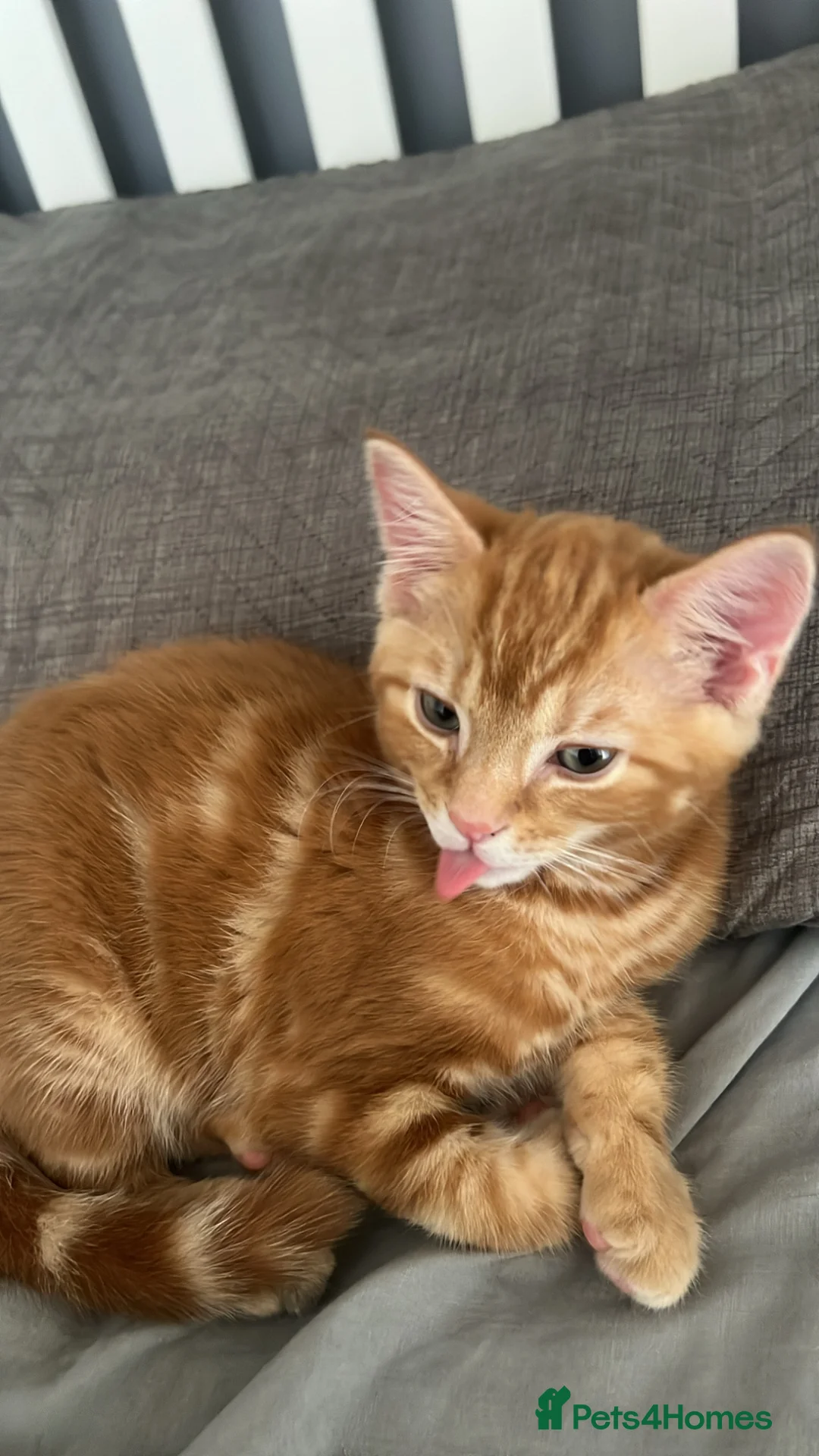 Mixed Breed cats for sale: Ginger kitten for sale in Barking - Advert 2