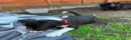 Staffordshire Bull Terrier dogs for sale: Staffordshire Bull Terrier Puppies – 1 Boy&4 Girls - Advert 22