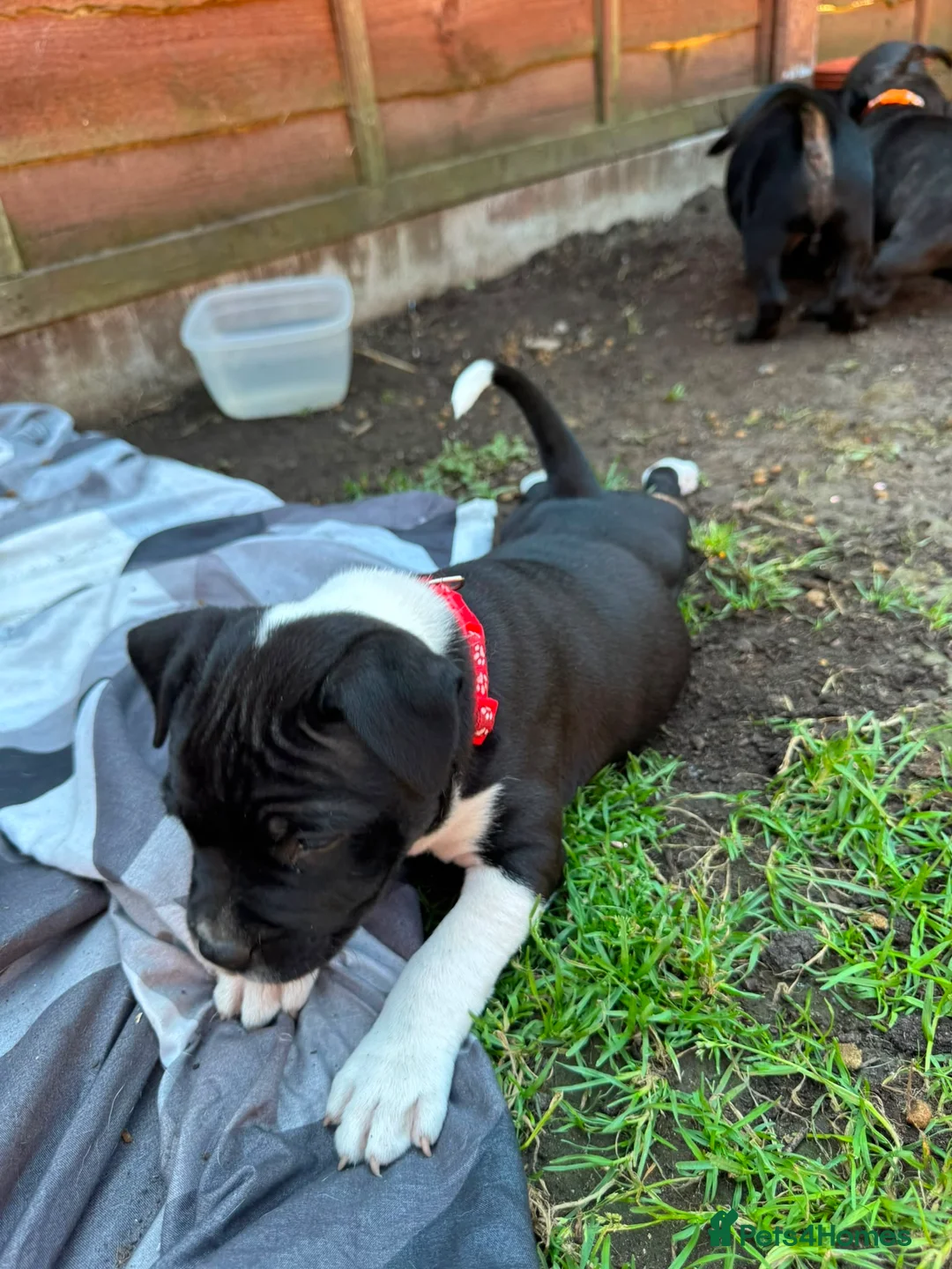 Staffordshire Bull Terrier dogs for sale: Staffordshire Bull Terrier Puppies – 1 Boy&4 Girls - Advert 22