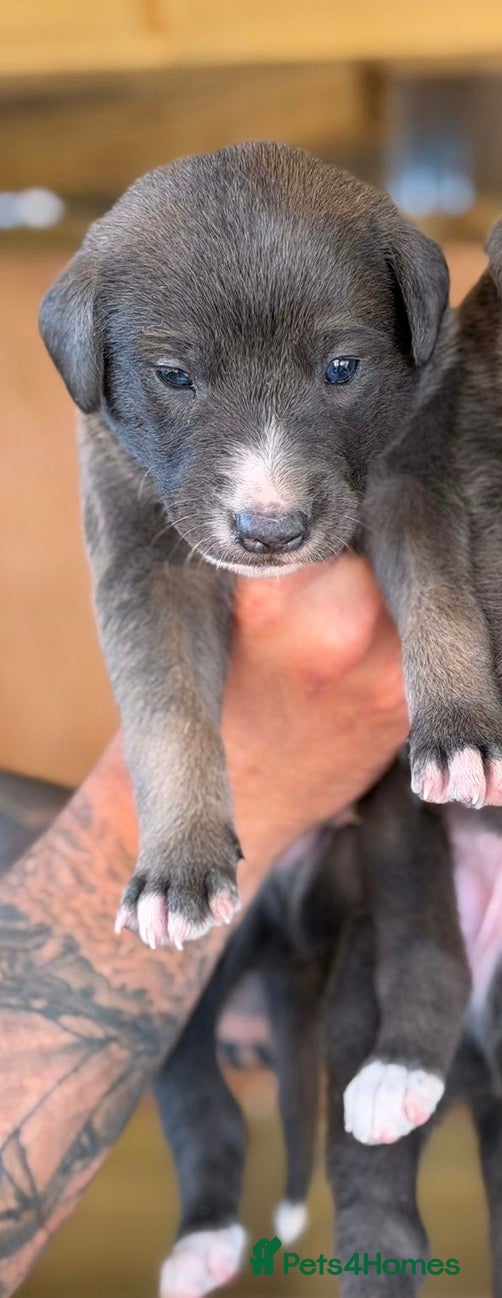 Lurcher Puppy 2