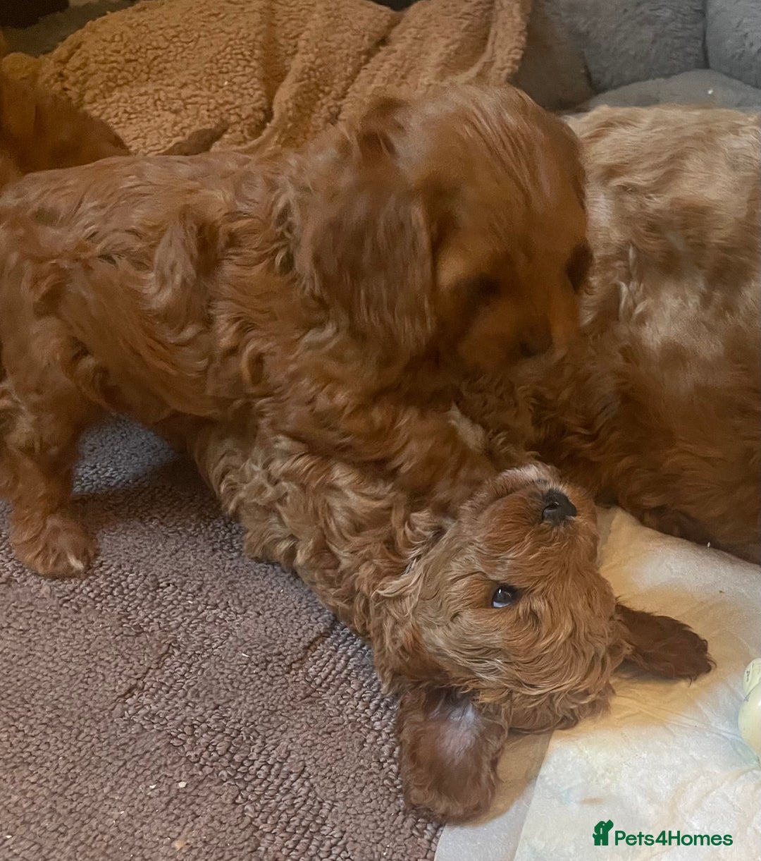 Cavapoo dogs for sale: F1b Cavapoooo  - Advert 13
