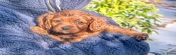 Cavapoo dogs for sale: Gorgeous, rare 'Splash' Cavapoo puppies - Advert 5