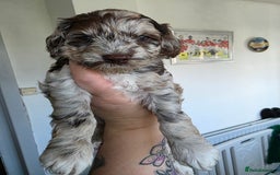 Cockapoo dogs for sale: F1b cockapoos 💜 health tested 🐶 - Image 6