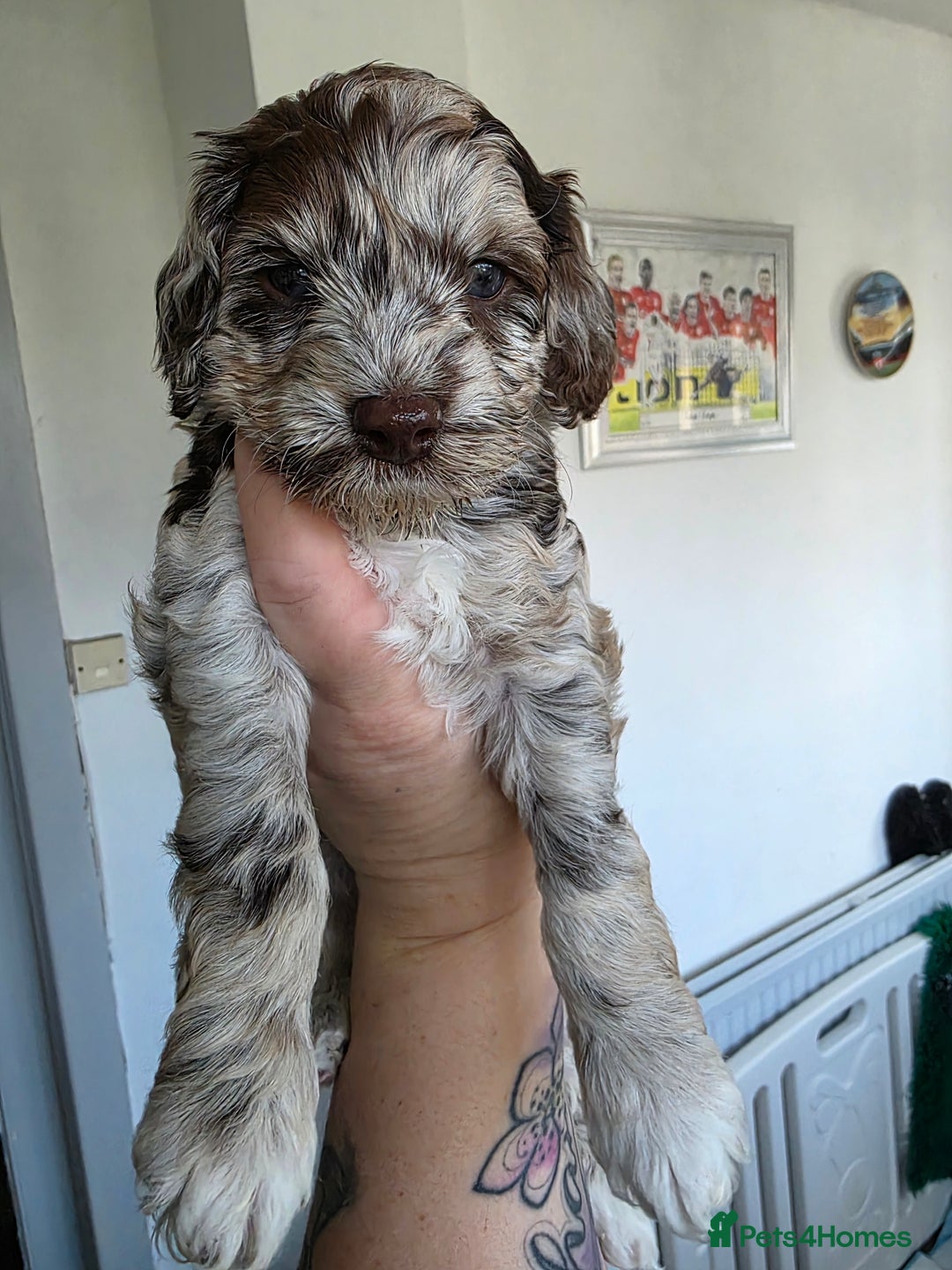 Cockapoo dogs for sale: F1b cockapoos 💜 health tested 🐶 - Image 6