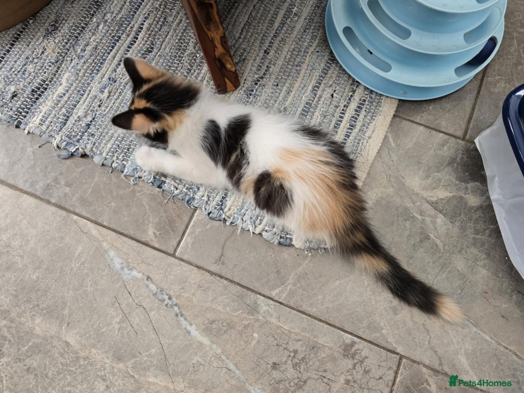 Mixed Breed cats for sale: Beautiful kittens - Image 16