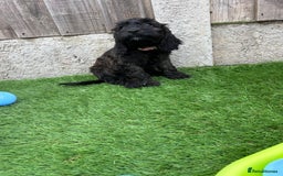 Cockapoo dogs for sale: COCKERPOO’S READY TO LEAVE NOW!  - Image 9