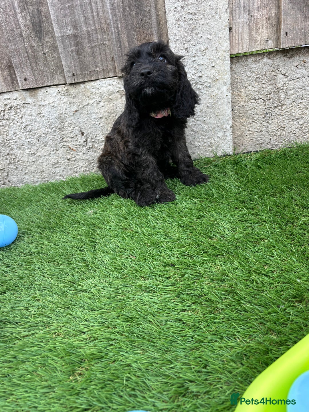 Cockapoo dogs for sale: COCKERPOO’S READY TO LEAVE NOW!  - Image 9