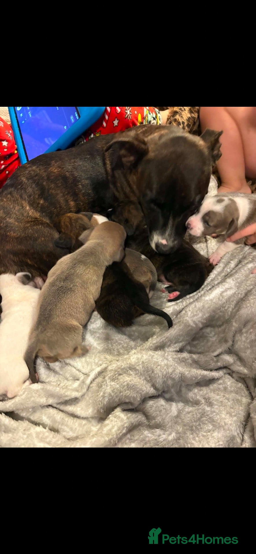 Mixed Breed dogs Staffy X mini Dachshund  - Advert 2