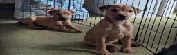 Lakeland Terrier dogs for sale: Lakeland terrier puppies in Worcester - Advert 8