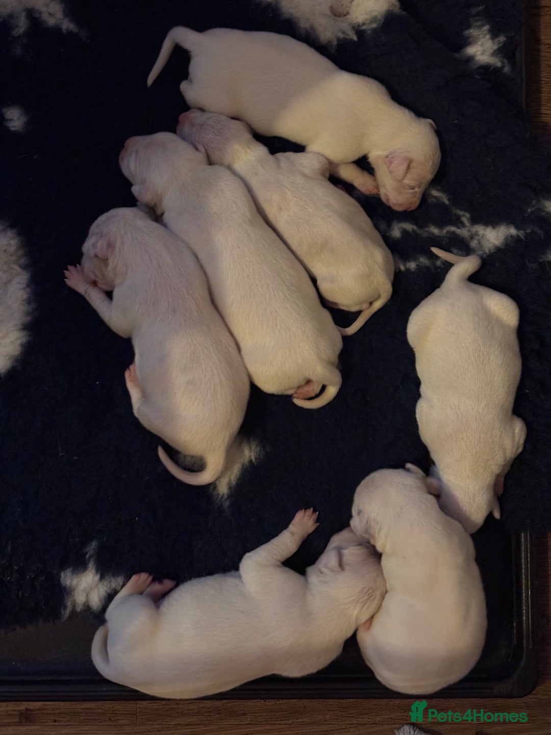 Dalmatian dogs for sale: KC reg Dalmatian puppies  - Advert 2