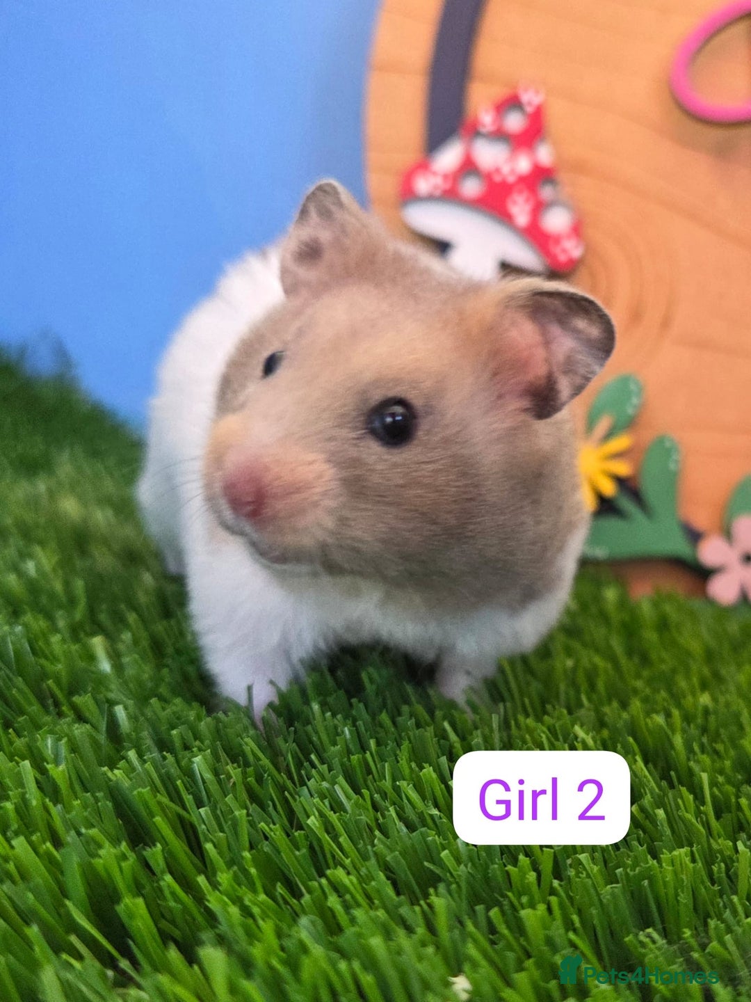 Hamster rodents for sale: Syrian Hamster Babies Males Females Pedigree  - Advert 2