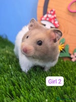 Hamster rodents Syrian Hamster Babies Males Females Pedigree - Advert 6